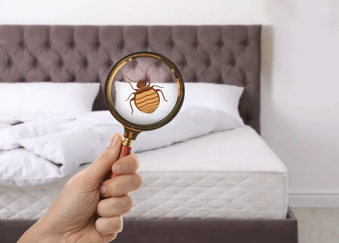 Bed Bugs Heat Pro Picture 1