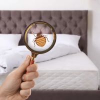 Bed Bugs Heat Pro ico