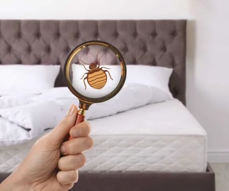 Bed Bugs Heat Pro