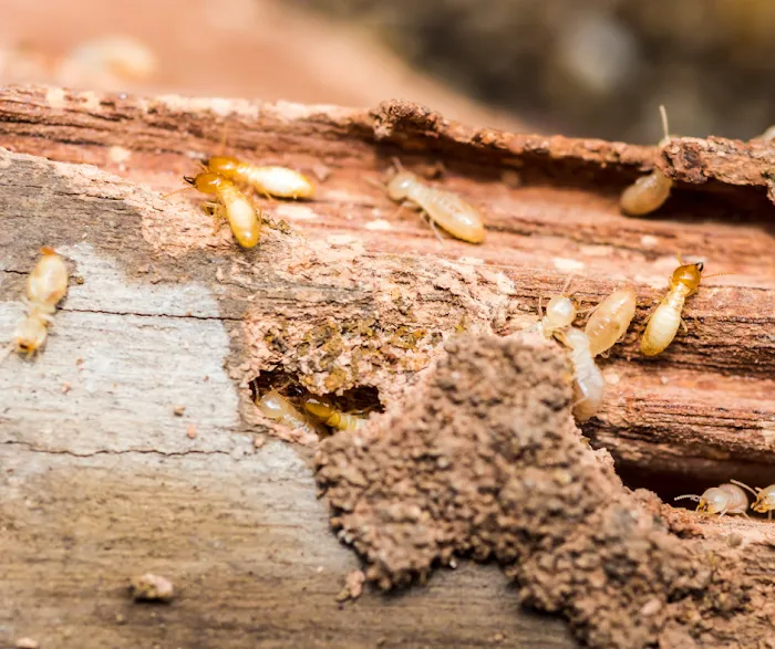 Palmetto Exterminators Picture 7