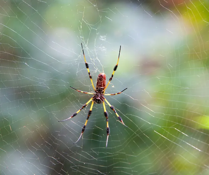 Palmetto Exterminators Picture 4