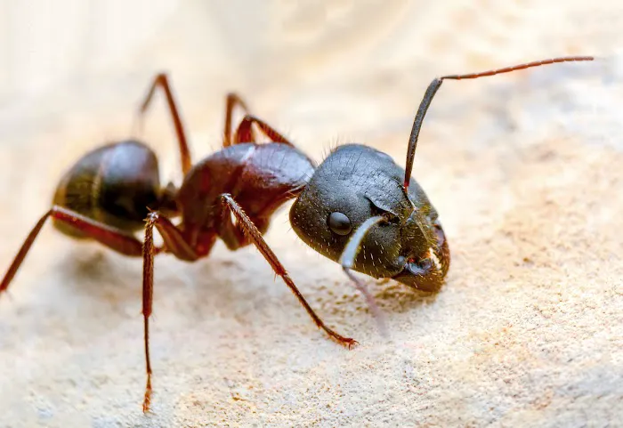 Palmetto Exterminators Picture 5