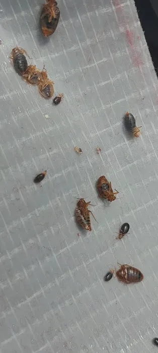 Cohen Pest Solutions LLC Picture 1