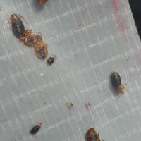 Cohen Pest Solutions LLC ico
