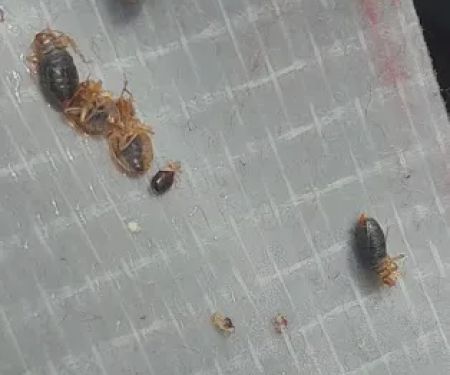 Cohen Pest Solutions LLC