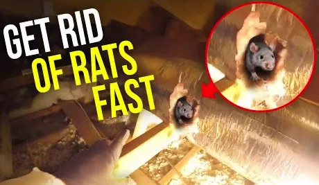 Rodent Stoppers Picture 1