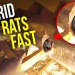 Rodent Stoppers