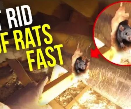 Rodent Stoppers
