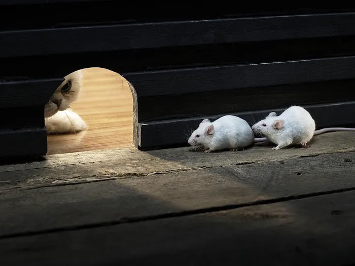 Rodent Stoppers Picture 3