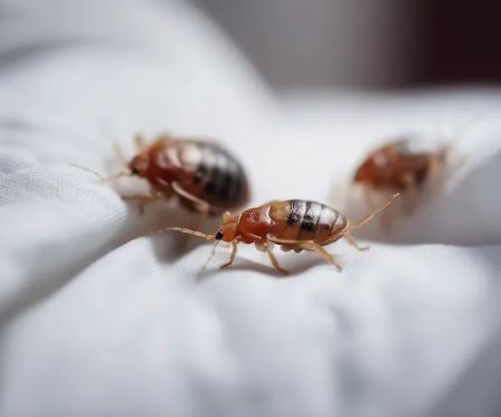 Palmetto Exterminators