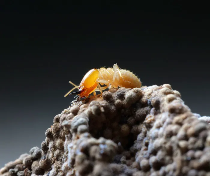Palmetto Exterminators Picture 3