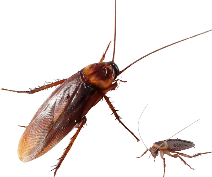 Palmetto Exterminators Picture 2