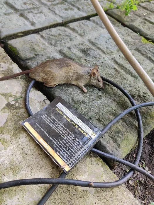 Atlas Pest Control Picture 5