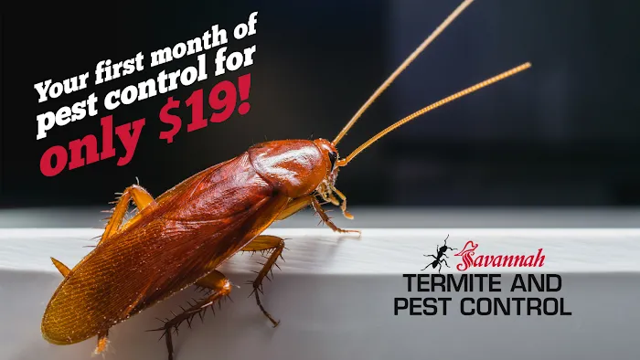 Savannah Termite and Pest Control Picture 2