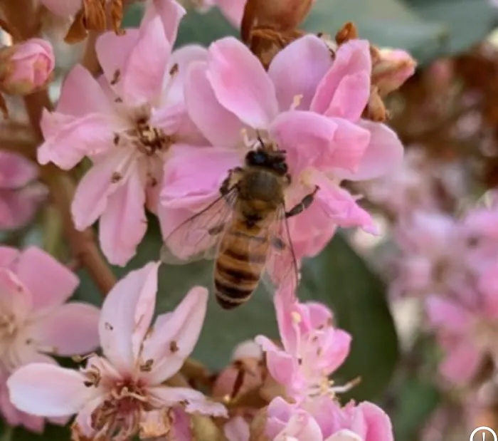 Savannah Termite and Pest Control Picture 3