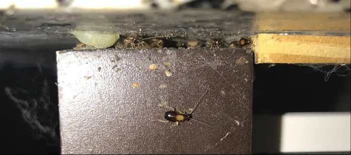 Bee Green Pest Solutions Picture 6