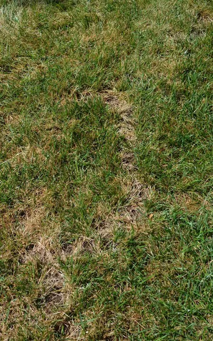 McLeod Mole Solutions LLC Picture 1