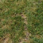 McLeod Mole Solutions LLC