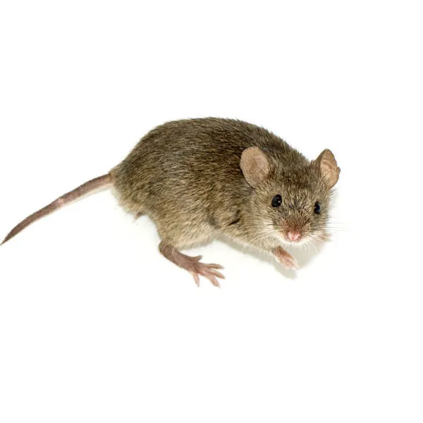 Atlantic Pest and Termite Management, Inc. Picture 8