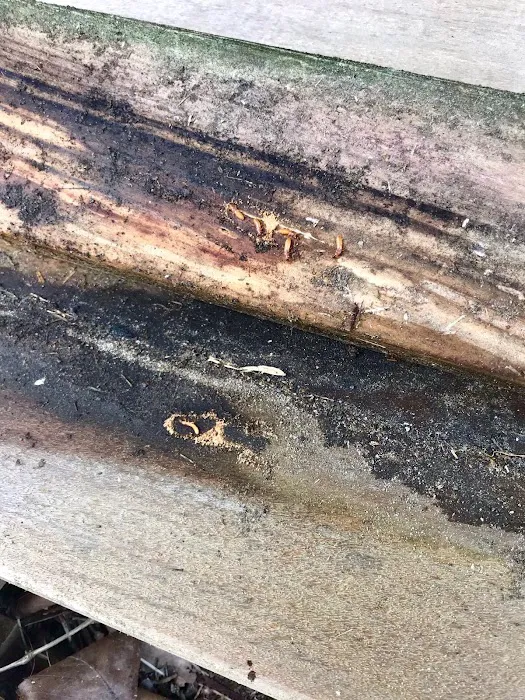 Atlantic Pest and Termite Management, Inc. Picture 6