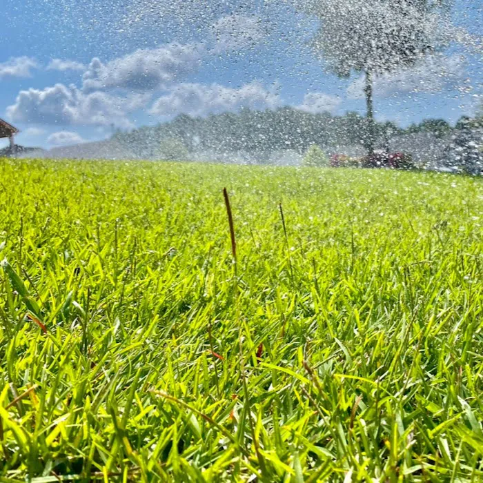 Lawn Doctor of Columbia/Lexington/West Columbia Picture 9