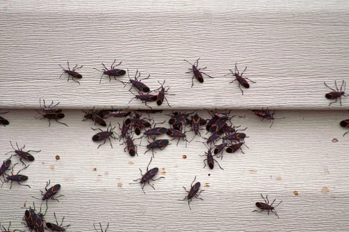 Warrior Pest Solutions, LLC Picture 9