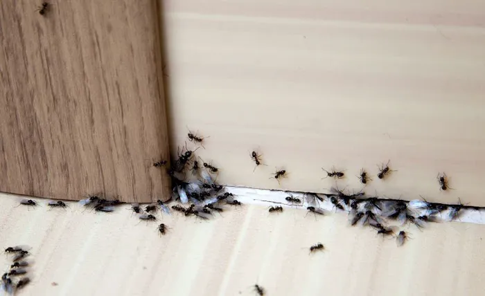 Warrior Pest Solutions, LLC Picture 3