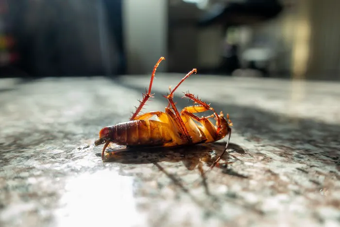 Pointe Pest Control Picture 6