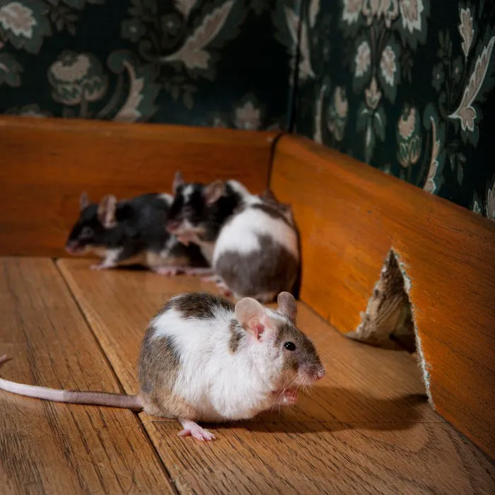 Pointe Pest Control Picture 8