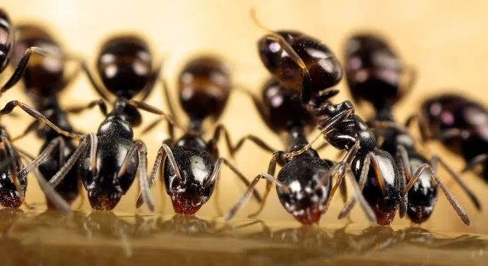 Pointe Pest Control Picture 4