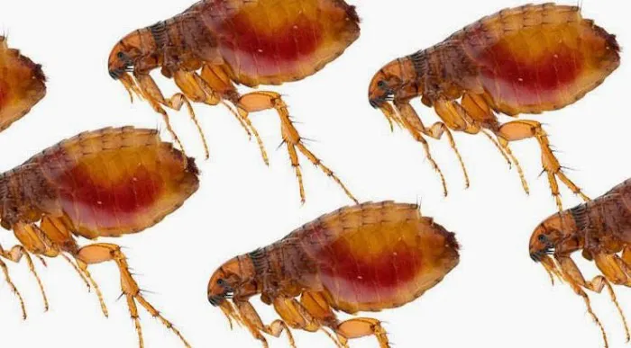 Midwest Exterminating Picture 3