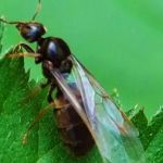 Midwest Exterminating