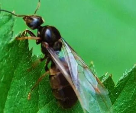 Midwest Exterminating