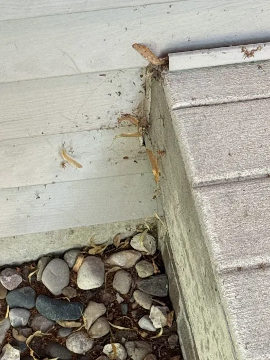 EcoShield Pest Solutions Picture 2