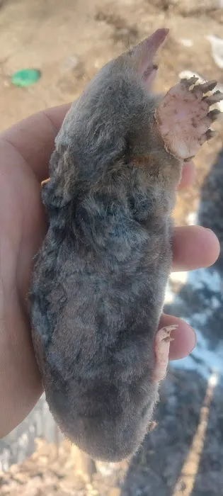 Green River Wildlife Removal Picture 4