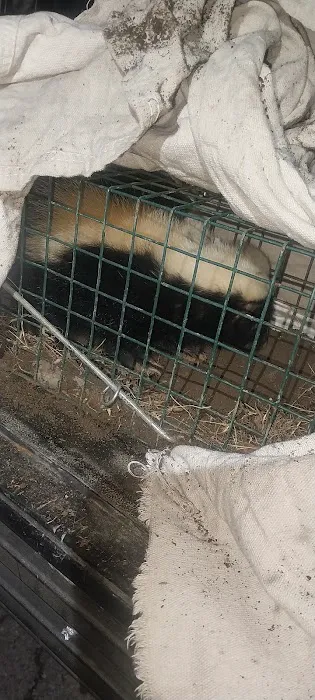 Green River Wildlife Removal Picture 3