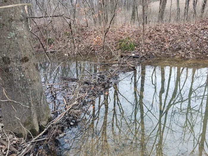 Green River Wildlife Removal Picture 5