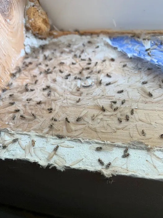 Patriot Pest Picture 6
