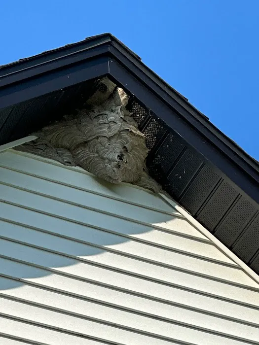 Patriot Pest Picture 5