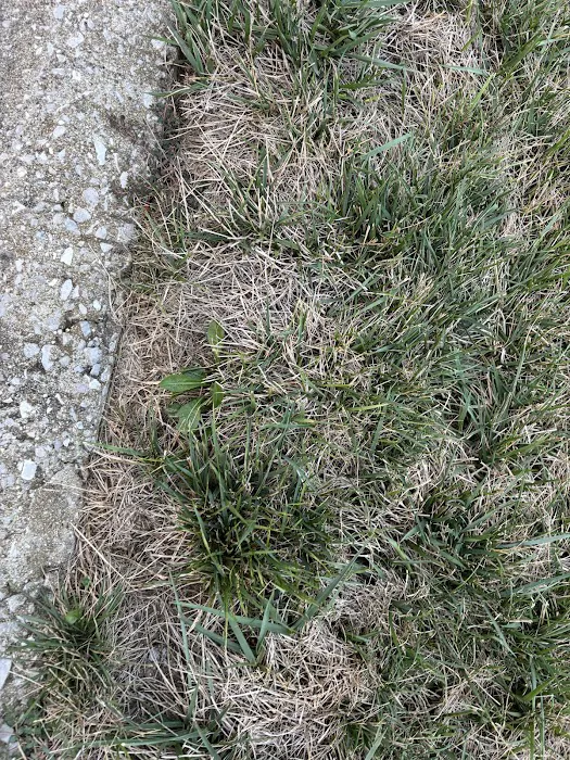 Green & Grow Picture 10