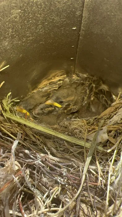 INTENSE! Pest Control Picture 2