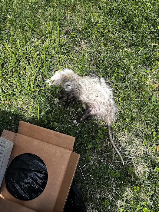 INTENSE! Pest Control Picture 7