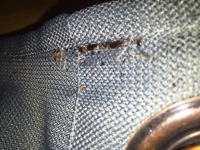 INTENSE! Pest Control Picture 1