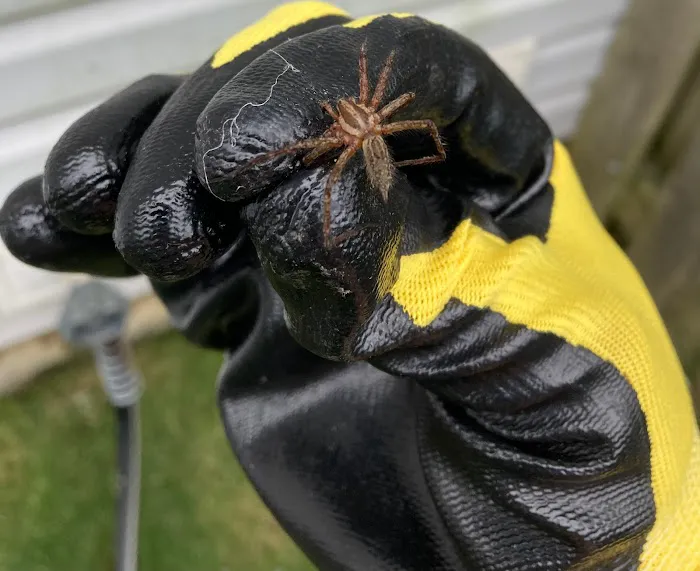 Budget Pest Control Inc. Picture 9
