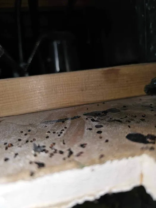 Budget Pest Control Inc. Picture 5