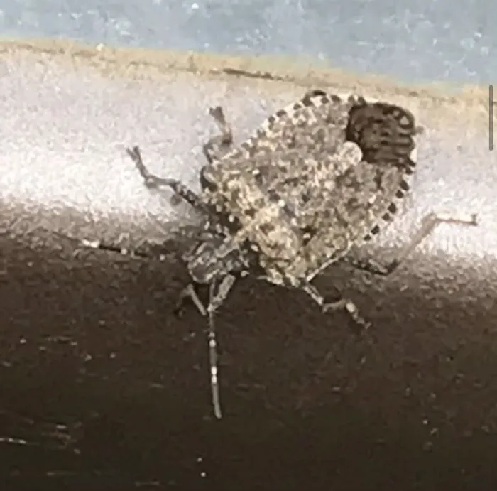 Budget Pest Control Inc. Picture 8