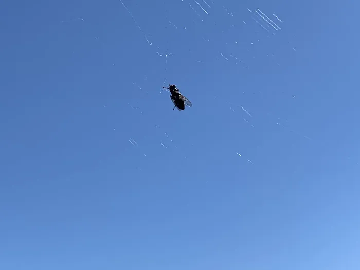 Budget Pest Control Inc. Picture 1