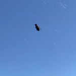 Budget Pest Control Inc.