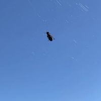 Budget Pest Control Inc. ico