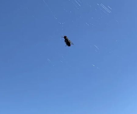 Budget Pest Control Inc.